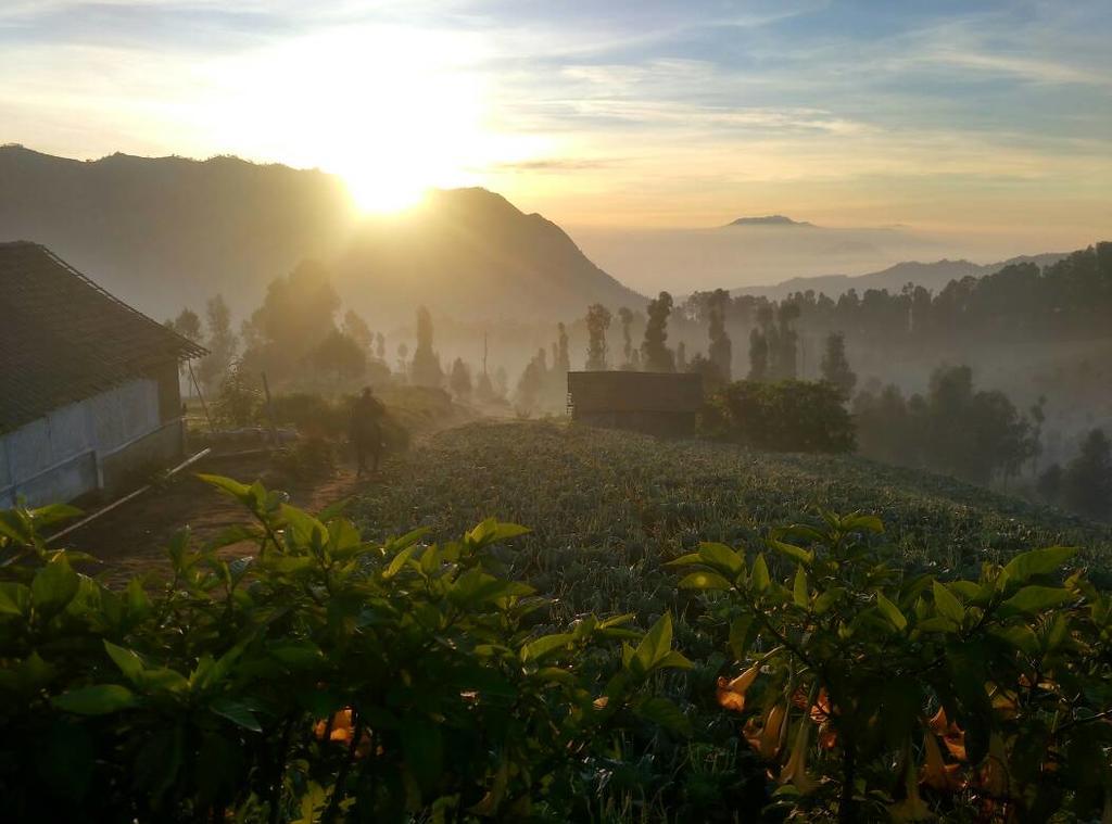 Bromo Otix Guest House Zewnętrze zdjęcie