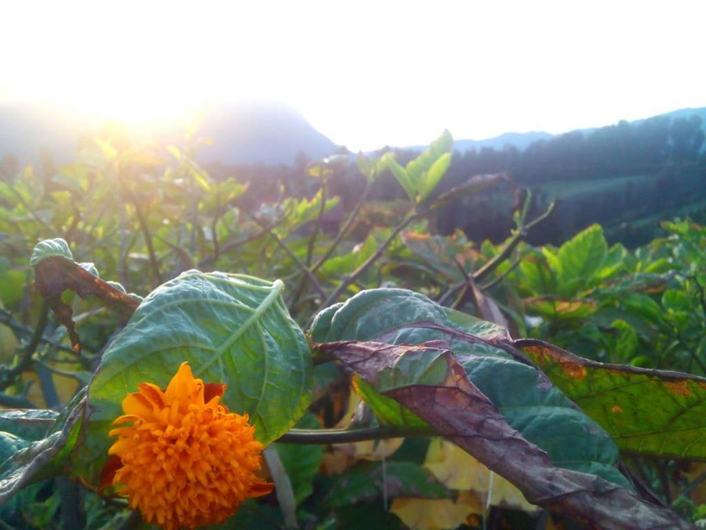 Bromo Otix Guest House Zewnętrze zdjęcie