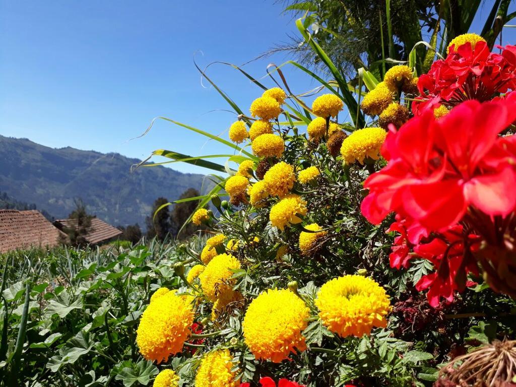 Bromo Otix Guest House Zewnętrze zdjęcie